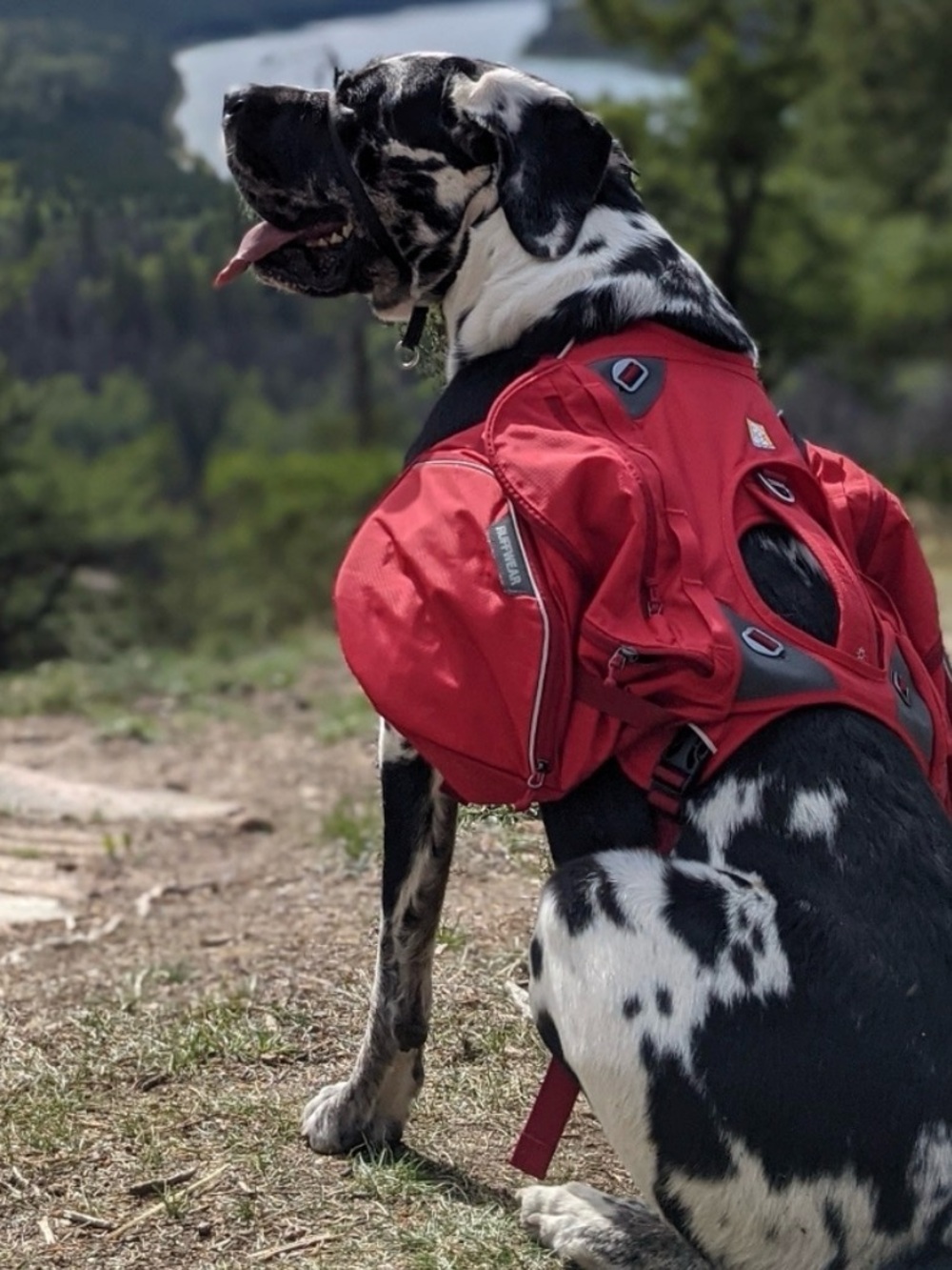 Ruffwear Palisades Dog Backpacking Pack – Size Large/XL – NWOT